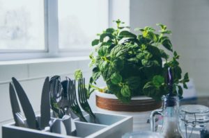 green house plant in clean kitchen