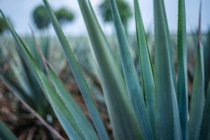 agave plant