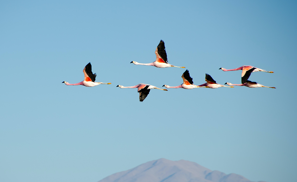 birds flying in sky