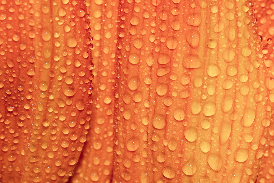 texture close up of water droplets on orange petal