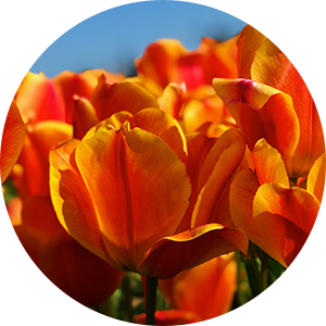 orange tulips