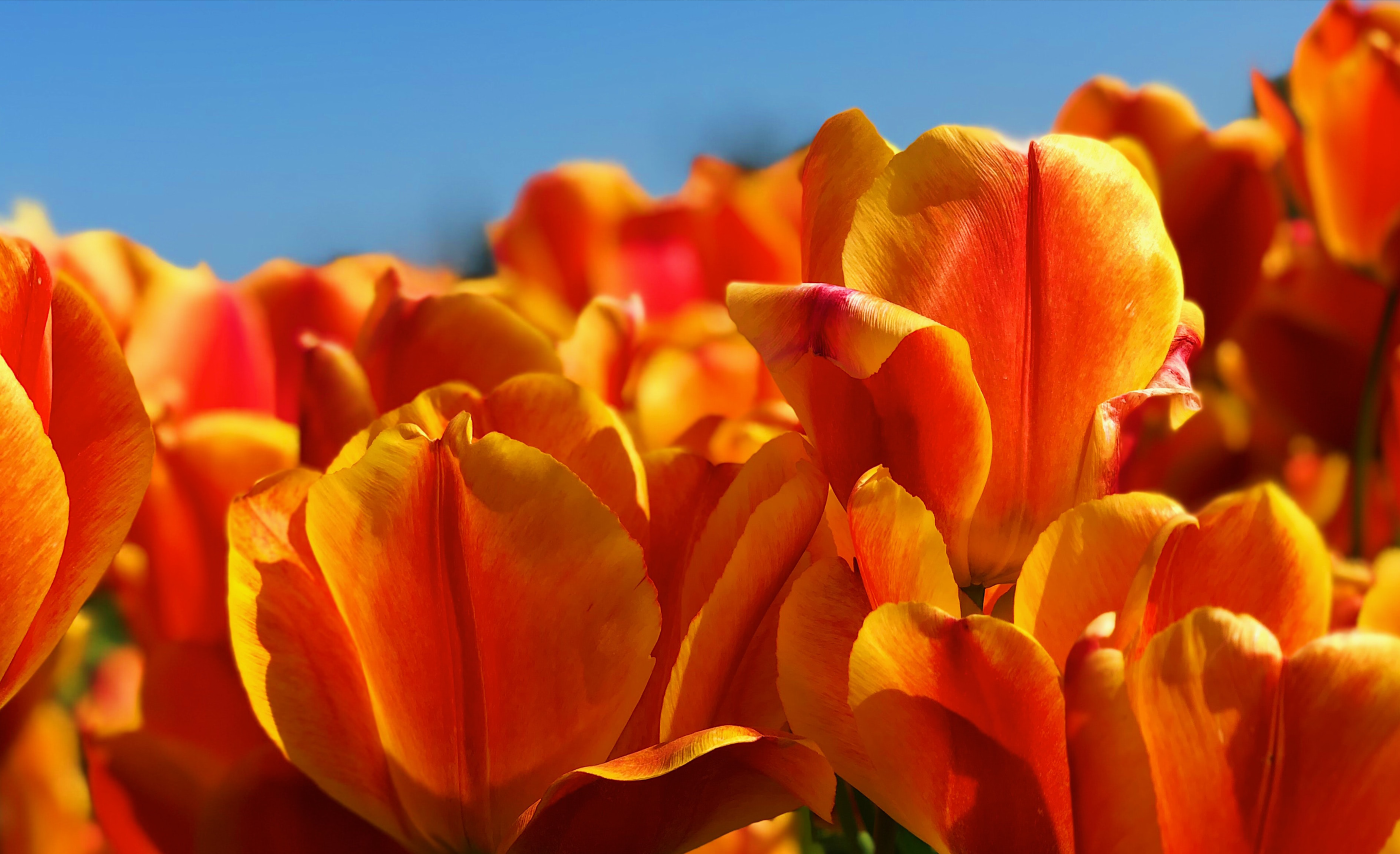 tulips-resized