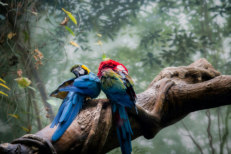 parrots in Brazil rainforest