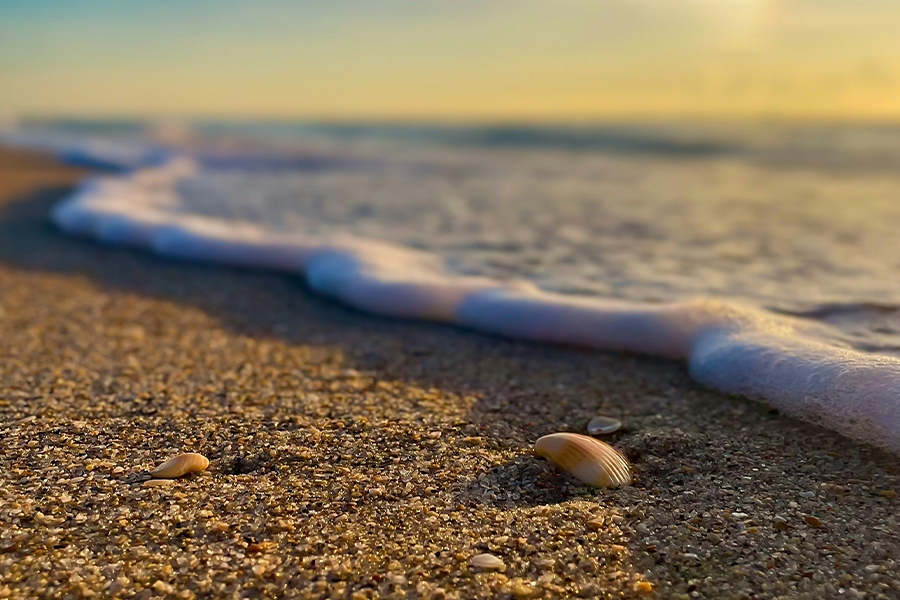 Florida beach with shell close up