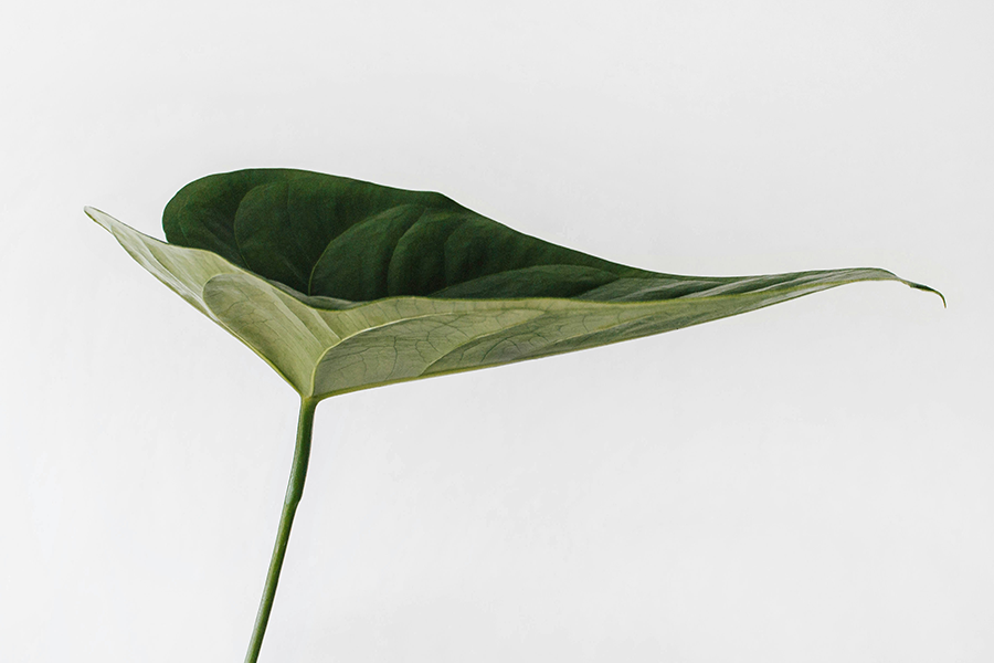 green leaf growing sustainability