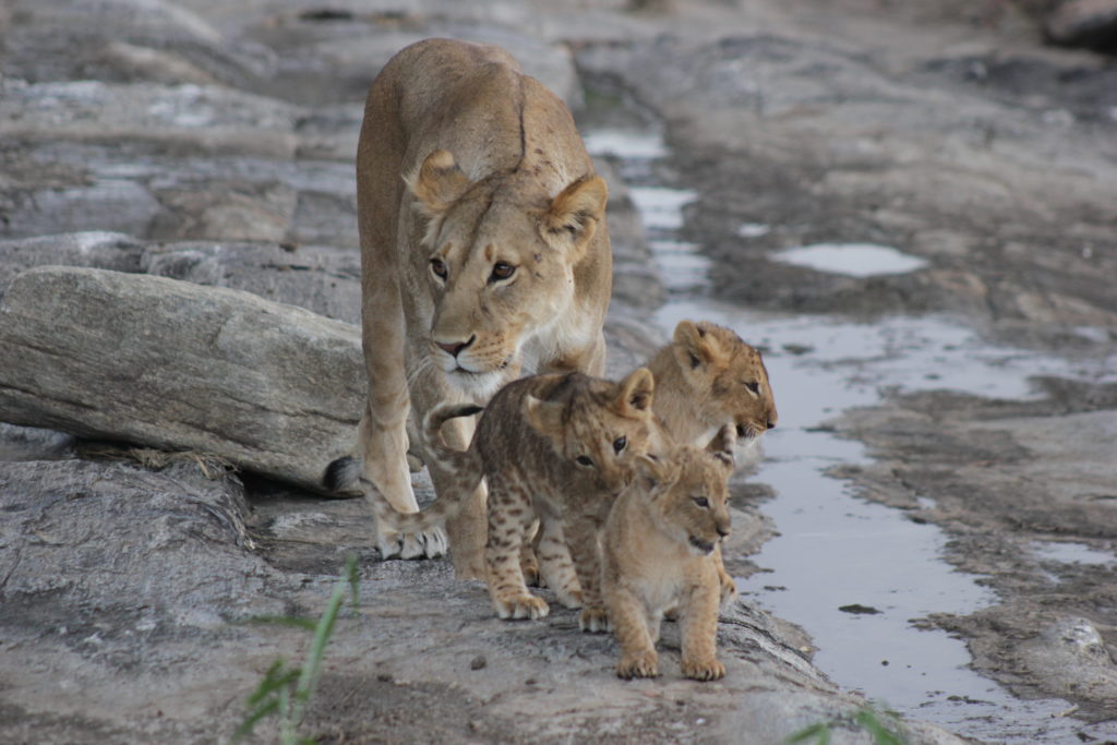 Lioness with cubs