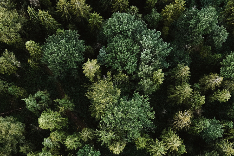 20221111-trees-view-900×600